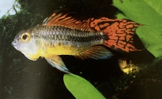 apistogramma cacatuoides mâle